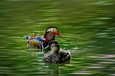 Mandarin Duck Wallpapers