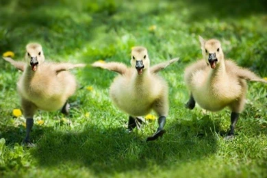 Ducks Wallpapers Page 8: Little Yellow Goose Cool Little Goose ...
