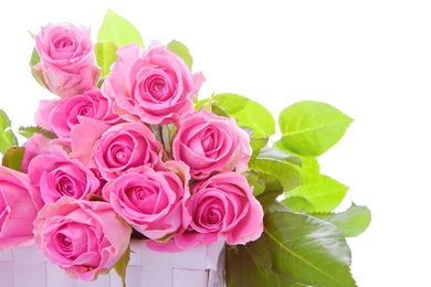 Best Pink Roses Hd Wallpapers Desktop Background