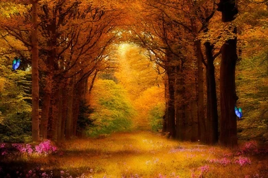 Enchanted Forest Premade Backgrounds By VIRGOLINEDANCER1 On DeviantArt