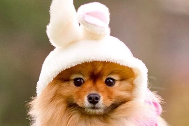 Pets & Animals iPhone 5s Wallpapers