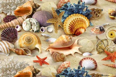 Seashells 43a.jpg