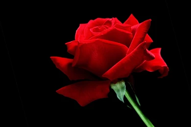 A Single Red Rose Wallpapers