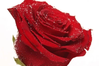 Single Red Rose Covered In Water Droplets HD Desktop Wallpapers ...