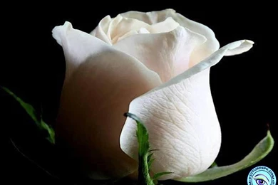 Jestingstock.com Single White Rose Wallpapers