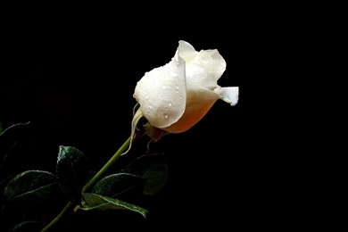 Download Wallpapers 2560x1600 Rose, Flower, Drops, Fresh, Black ...