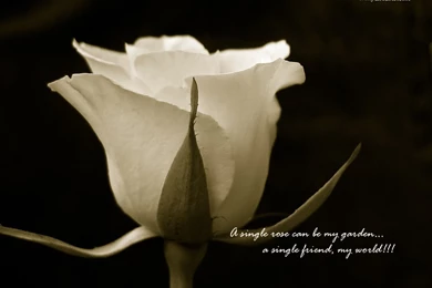 Wedding Flowers: Single Roses Wallpapers