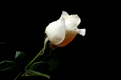 New White Rose Flowers Wallpapers Entertainment Only