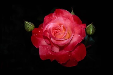 SINGLE ROSE WALLPAPER (