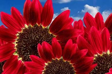 Download Red Sunflower Wallpapers For Samsung Galaxy Tab