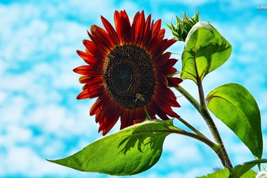 Sunflowers Wallpapers Flower Wallpapers