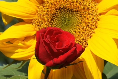 Rose Wallpapers Beautiful Roses