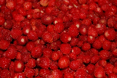 Berry Wallpapers HotFreeWallpaper.com