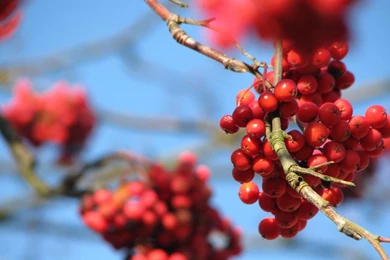 Rowan Berry Nature Tree HD Wallpapers Wallpapers (