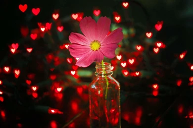 Flower Pink Lights Red Hearts Wallpapers