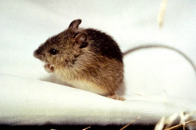 Jumping Mouse Wallpapers Animals Town