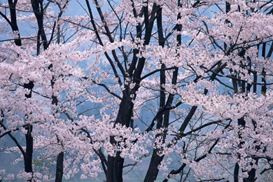 Cherry Blossoms Art Wallpapers