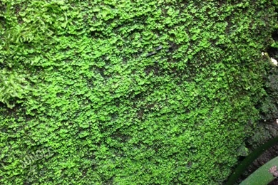 3 Liter Ben´s Rainforest Backgrounds Composition, 19,71 €