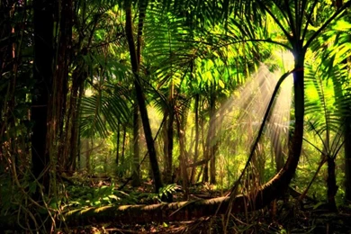 Beautiful Rainforest Backgrounds