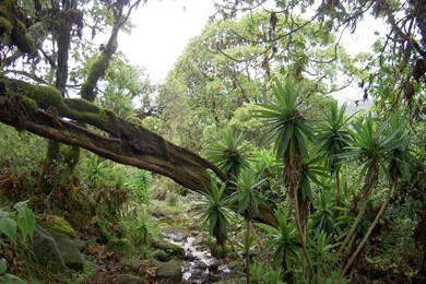 Background RainForest.jpg Photo By Ciarranicholestarks
