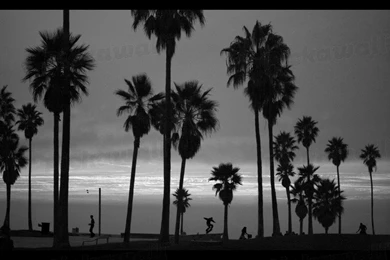 Design Your Own Custom Removable Wallpaper. Image: Venice Beach ...