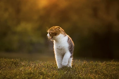 Scottish Fold Cat Wallpapers 7 - Animal Wallpapers Free Download ...