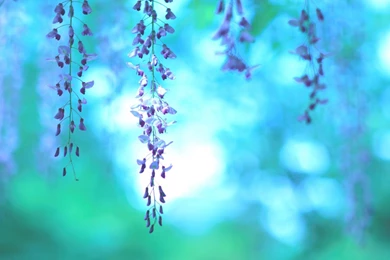 31+ Best HD Purple Flowers Wallpapers