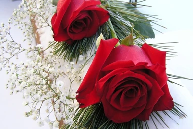 Wallpapers Of Red Roses Desktop Backgrounds