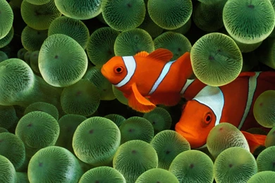 Clown Fish Wallpapers Wallpaper.