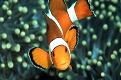 Clownfish Closeup Animal iPhone Wallpapers, iPhone 5(s)/4(s)/3G ...