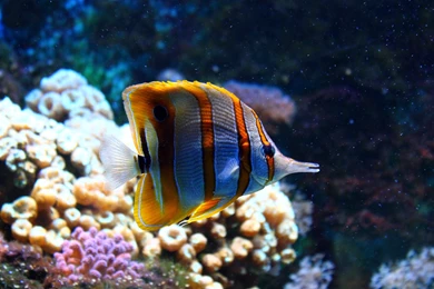 Clownfish Wallpapers