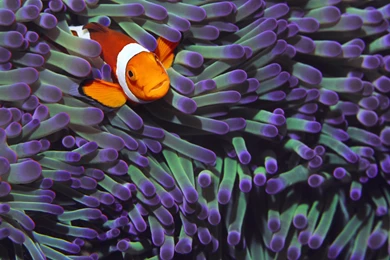 Clownfish Computer Wallpapers, Desktop Backgrounds