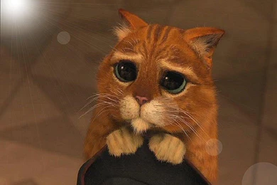 Mobil GW: Cute Cat Desktop Wallpapers