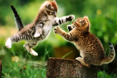 Funny And Cute Cat Pictures 30 Desktop Backgrounds Funnypicture.org