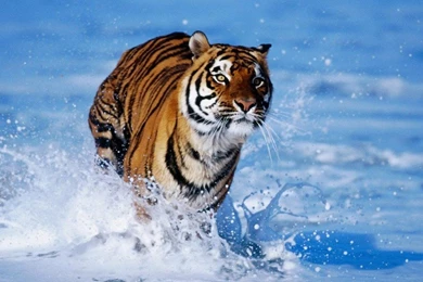 Hd Wallpapers For Desktop