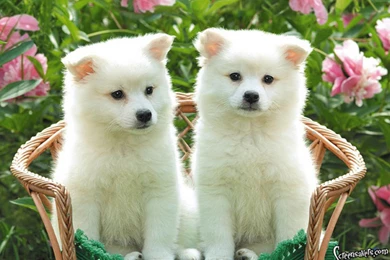 Cute Puppy Wallpapers