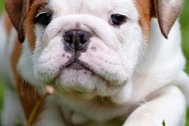 Puppies Live Wallpapers Android Apps On Google Play