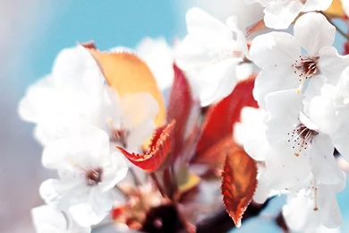 iPhone Wallpaper: Download Free iPhone Wallpaper Backgrounds