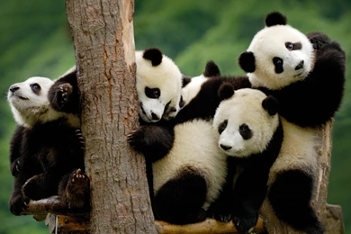 Cute Baby Panda Bear Photo Free Download Free Wallpapers Party