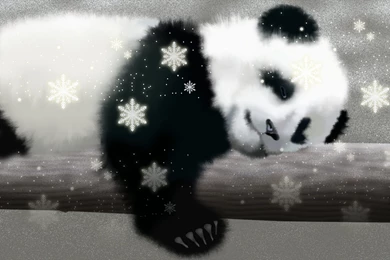 Baby Panda Bear Wallpapers Danasrhp.top