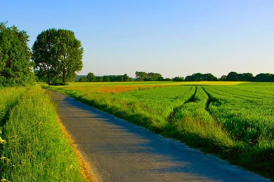 Country Road In The Summer, Field, Tree, Nature, 1920x1080 HD ...