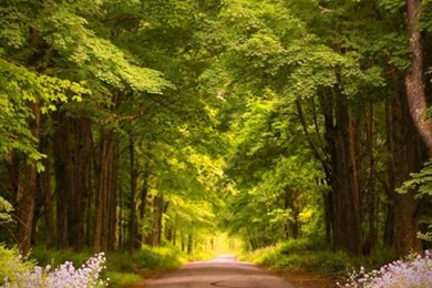 Country Road Wallpapers (