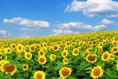 Flowers Wallpapers Hd Collection (38+)