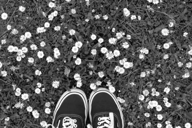 Flower vans outlet wallpaper