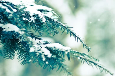 Nature Snow Vintage Winter Wallpapers