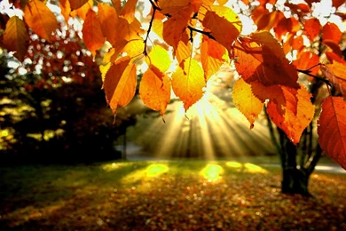 Fall Desktop Wallpapers Free – 1440×900 High Definition Wallpapers ...
