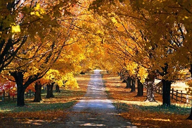 Free Thanksgiving And Autumn Desktop Wallpapers