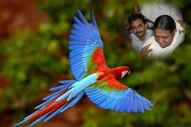 File:Wallpaper.jpg Wikipedia, The Free Encyclopedia