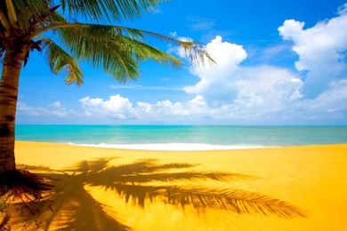 Beach Palm Trees Mac Wallpapers Download
