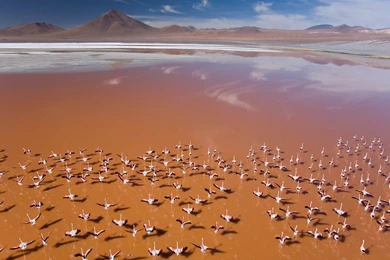 Flamingos On The Beach MAC OS X Mountain Lion HD Wallpapers ...
